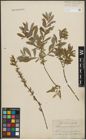 Foto von Salix purpurea L. x Salix repens L.